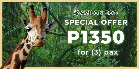 3 pax promo for 1350